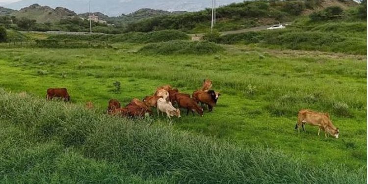 عبر منصة «نما».. «البيئة» تعيد إطلاق خدمة عودة إبل ومواشي الرعي المملوكة لغير السعوديين