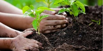 مسؤول: مشروع زراعة أكثر من مليوني شجرة في جازان يسهم في إعادة تأهيل الغطاء النباتي