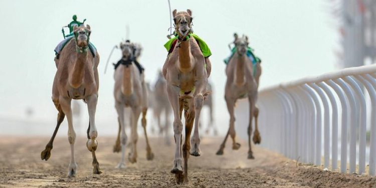 ميدان الجنادرية بالرياض يستضيف اليوم نهائي دوري هجان