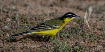 رصد طائر الذعرة الصفراء في الحدود الشمالية خلال موسم الهجرة