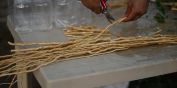 الأراك يعود بحلّة عصرية في ضمد