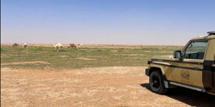 ضبط مواطن مخالف لارتكابه مخالفة رعي في محمية الملك عبدالعزيز الملكية