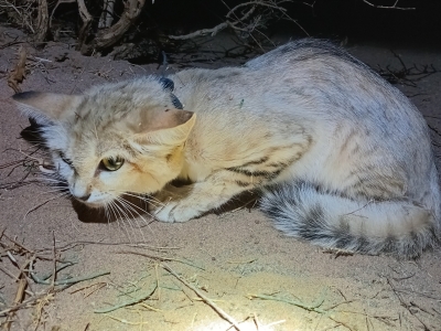 محمية الأمير محمد بن سلمان تحقق إنجازًا عالميًا بتتبع قطط الرمال باستخدام GPS