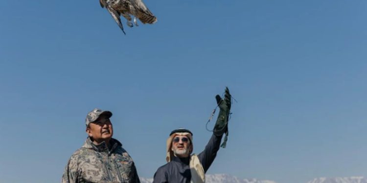 نادي الصقور السعودي يطلق عددًا من الصقور في كازاخستان لدعم التوازن البيئي