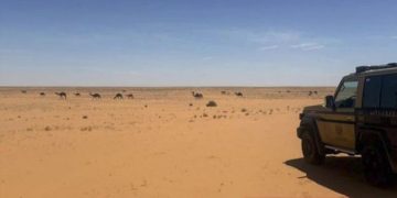 ضبط مواطن لارتكابه مخالفة رعي في محمية الإمام عبدالعزيز بن محمد الملكية