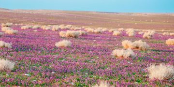 «الغطاء النباتي» يوقع عقودًا استثمارية لتطوير 3 متنزهات وطنية بمساحة تتجاوز 21 مليون متر مربع