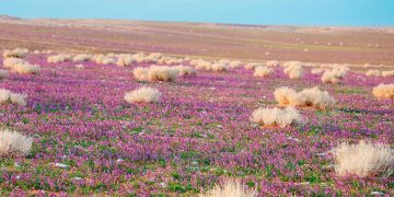بالصور.. «الغطاء النباتي» يوقع عقودًا استثمارية لتطوير 3 متنزهات وطنية بمساحة تتجاوز 21 مليون متر مربع