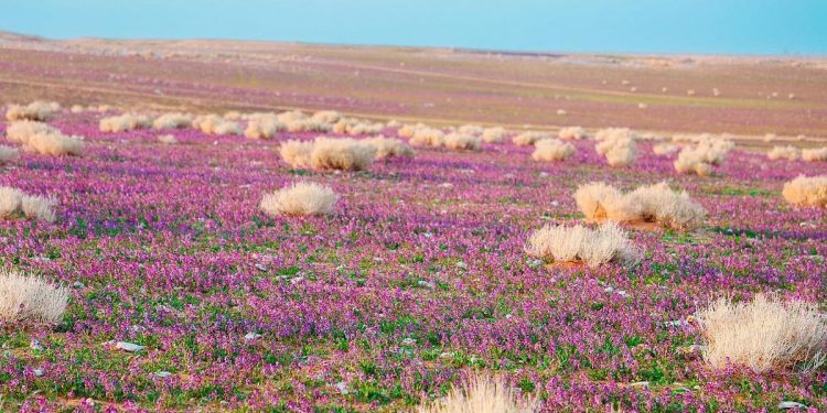 بالصور.. «الغطاء النباتي» يوقع عقودًا استثمارية لتطوير 3 متنزهات وطنية بمساحة تتجاوز 21 مليون متر مربع