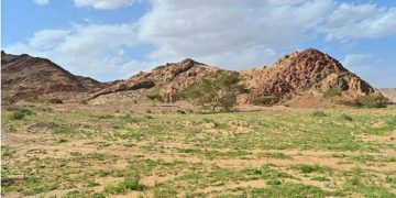 «النجيلة» فيضة ربيعية بمنطقة تبوك تجذب الأهالي والزوار