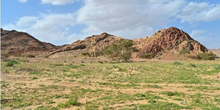 «النجيلة» فيضة ربيعية بمنطقة تبوك تجذب الأهالي والزوار