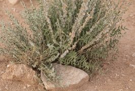 'أذن الخرنق' يزدهر في براري الحدود الشمالية