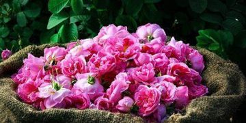 اختتام فعاليات ملتقى الورد والنباتات العطرية في الطائف بمشاركة واسعة