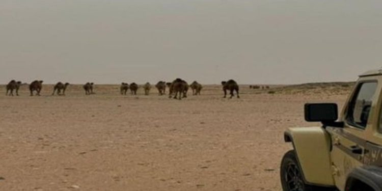 «الأمن البيئي» تضبط مواطنًا مخالفًا للرعي بمحمية الإمام عبدالعزيز بن محمد الملكية