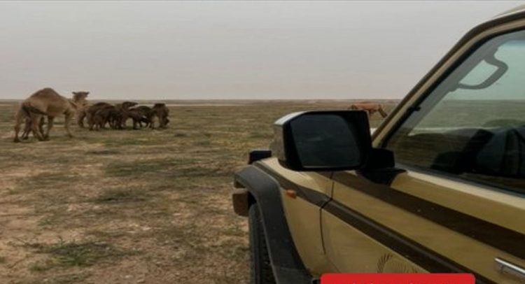 «الأمن البيئي» يضبط مواطنًا لارتكابه مخالفة رعي في محمية الملك عبدالعزيز الملكية