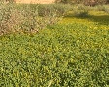 البابونج الذهبي يزهر في الحجرة بعد الأمطار