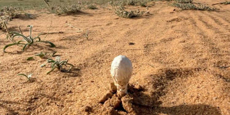 «البحث عن العرجون».. أبرز أنماط الرحلات البرية لدى أهالي القصيم