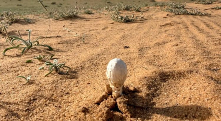 «البحث عن العرجون».. أبرز أنماط الرحلات البرية لدى أهالي القصيم