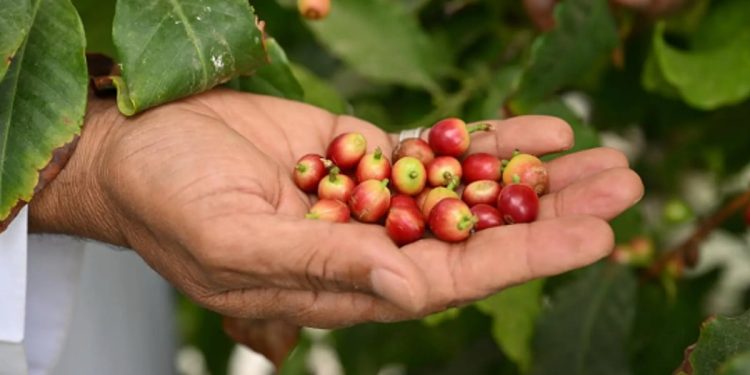 البن النجراني.. ركيزة استثمارية واعدة تدعم الأمن الغذائي والاقتصاد المحلي