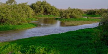 «التنوع النباتي» يرسم لوحة ربيعية زاهية في رفحاء