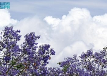 الجاكرندا ترسم ربيع أبها باللون البنفسجي