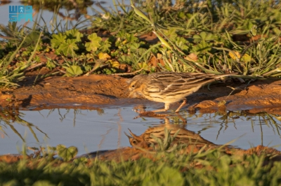 'الجشنة حمراء الزور' زائر يزين براري المملكة