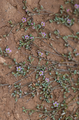 الدقاقة.. توقيع الطبيعة على رمال الحدود الشمالية