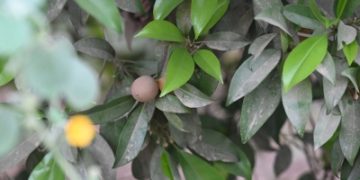 الشيكو.. ضيف استوائي يرسّخ حضوره في مزارع جازان