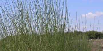 المرخ.. نبات صحراوي يعزز توازن بيئة جازان