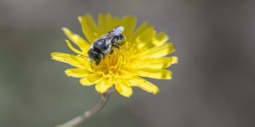 النحل القارض.. مهندس أعشاش الطبيعة في شمال المملكة