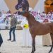 اليوم.. انطلاق بطولة القصيم لجمال الخيل العربية الأصيلة