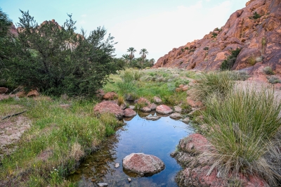 جبال أجا ترتدي ثوب الربيع بعد أمطار حائل