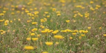 خزينة رفحاء تتحول لوجهة ربيعية مفضلة بعد الأمطار