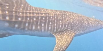 رصد قرش الحوت في محمية الثقوب الزرقاء