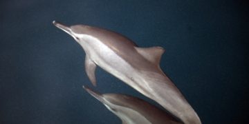 رقصة الدلافين بسواحل فرسان.. سيمفونية بحرية تبهر السياح