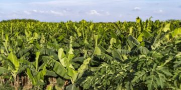 زراعة الموز في جازان.. إنتاج متنامٍ يعزّز الاستدامة ويدعم الاقتصاد المحلي