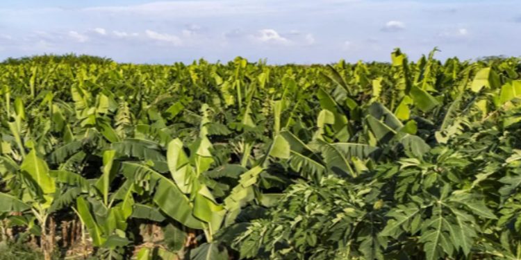 زراعة الموز في جازان.. إنتاج متنامٍ يعزّز الاستدامة ويدعم الاقتصاد المحلي