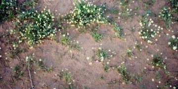 زهور الأقحوان تلوّن مشاهد الربيع في القصيم