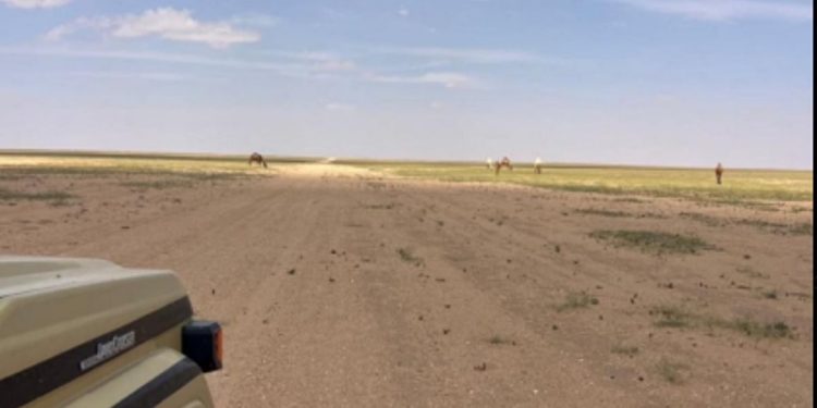 ضبط مواطن لارتكابه مخالفة رعي في محمية الملك عبدالعزيز الملكية