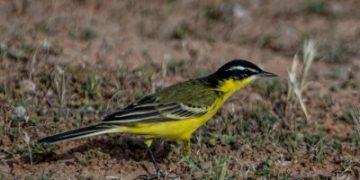 طائر الذعرة الصفراء يحط في الحدود الشمالية