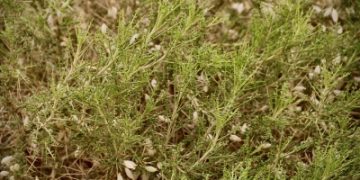 'فوانيس' القتاد تعلن عن موسم إزهار جديد في رفحاء