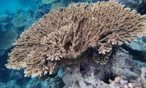 'قُمّاح'.. كنز طبيعي نابض بالتنوع الأحيائي بجزر فرسان