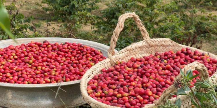 محصول البن في عسير يتجاوز 82 ألف كيلو وسط التوسع في الإنتاج