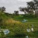 محمية الإمام عبدالعزيز الملكية: مخالفة ترك النفايات في غير الأماكن المخصصة تصل إلى 2٫000 ريال