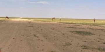 محمية الملك سلمان بن عبدالعزيز تعلن انتهاء مهلة إخراج المواشي السائبة في "عرنان"