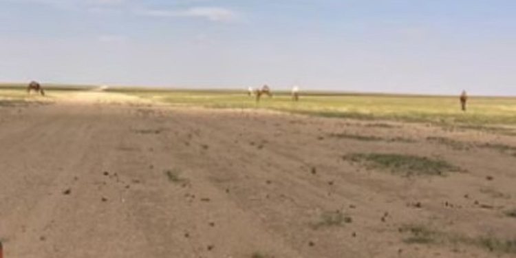 محمية الملك سلمان بن عبدالعزيز تعلن انتهاء مهلة إخراج المواشي السائبة في "عرنان"