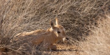 محميتي الإمام عبدالعزيز والملك خالد تستقبلان 55 مولودًا جديدًا