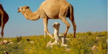 هيئة تطوير محمية الإمام تركي بن عبدالله الملكية توضح ضوابط الرعي المحدثة