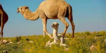 هيئة تطوير محمية الإمام عبدالعزيز بن محمد الملكية تشدد على منع الرعي دون تصريح