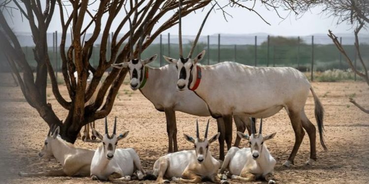 «المها العربي».. نموذج لالتزام المملكة بحماية مواردها الطبيعية
