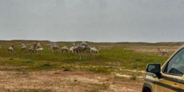 ضبط مواطن لارتكابه مخالفة رعي في محمية الملك عبدالعزيز الملكية 